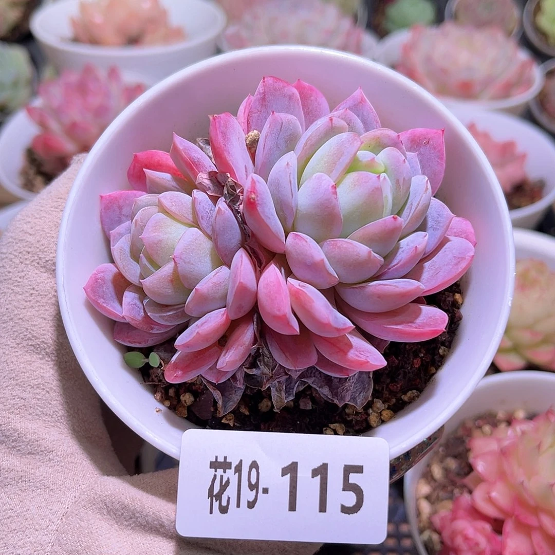 花利美19-115新品双头