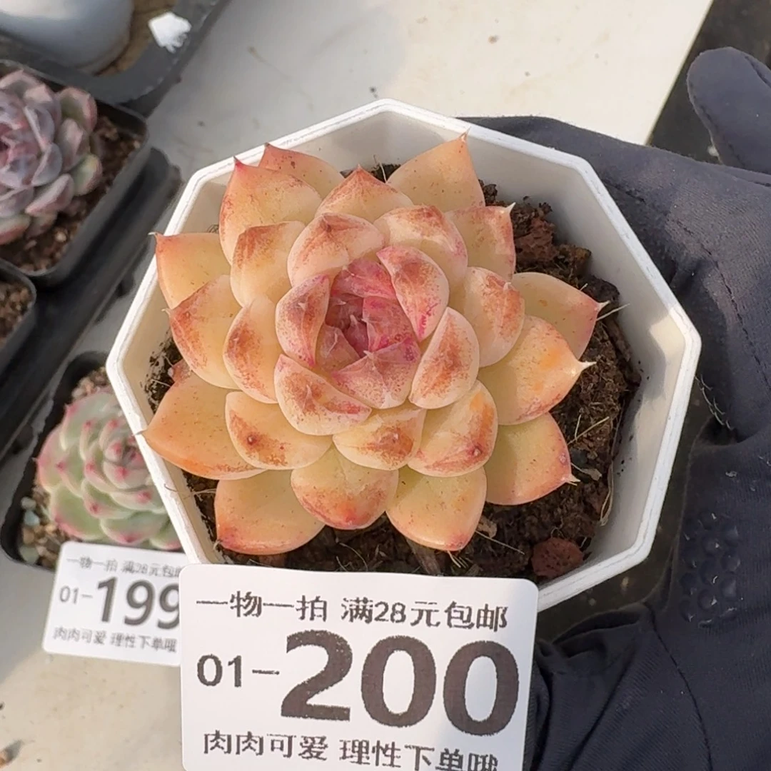 紫晶石无盆土发货无