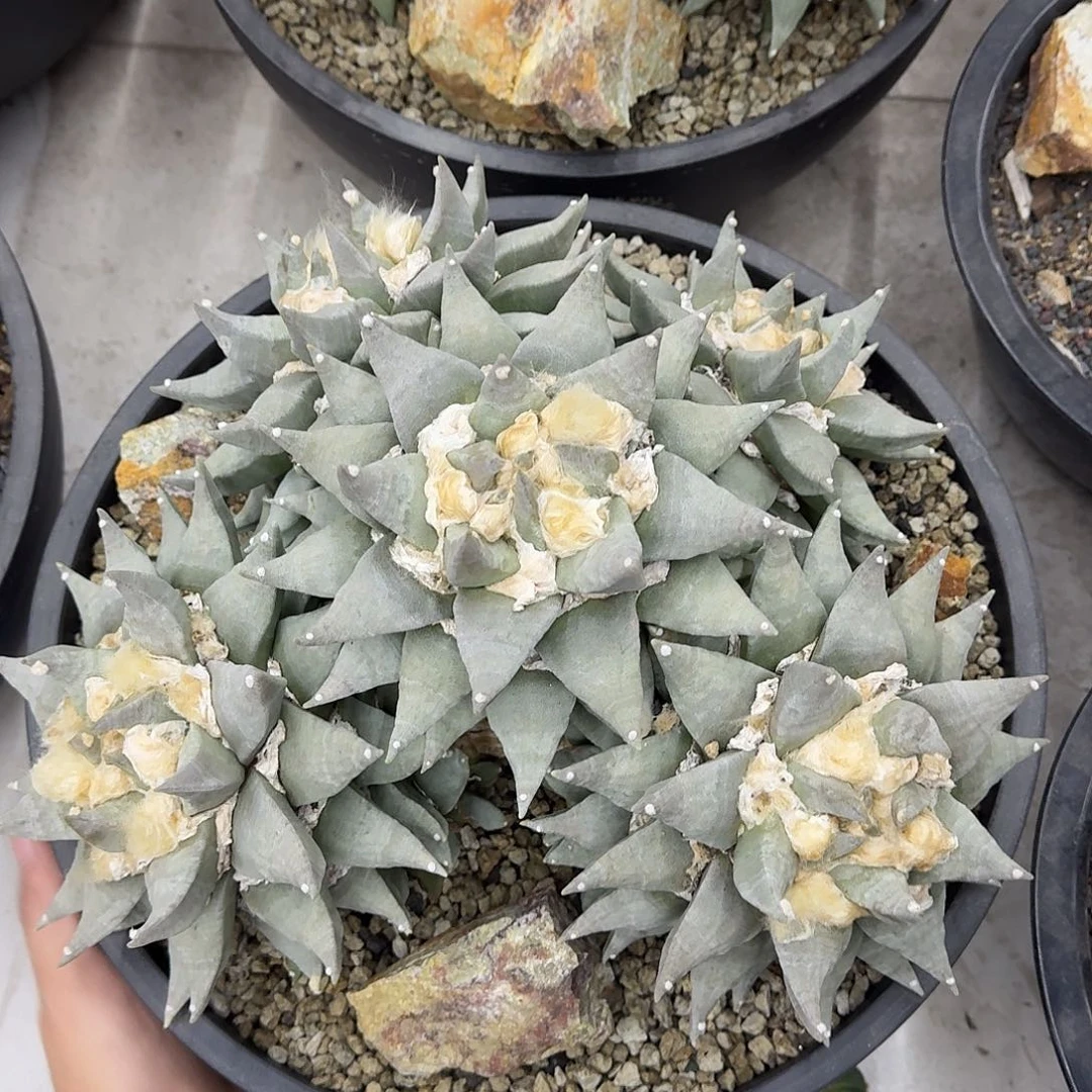 群生岩牡丹仙人球，35公分