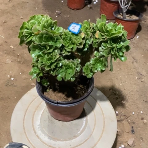 绿杨蓉缀一物一拍