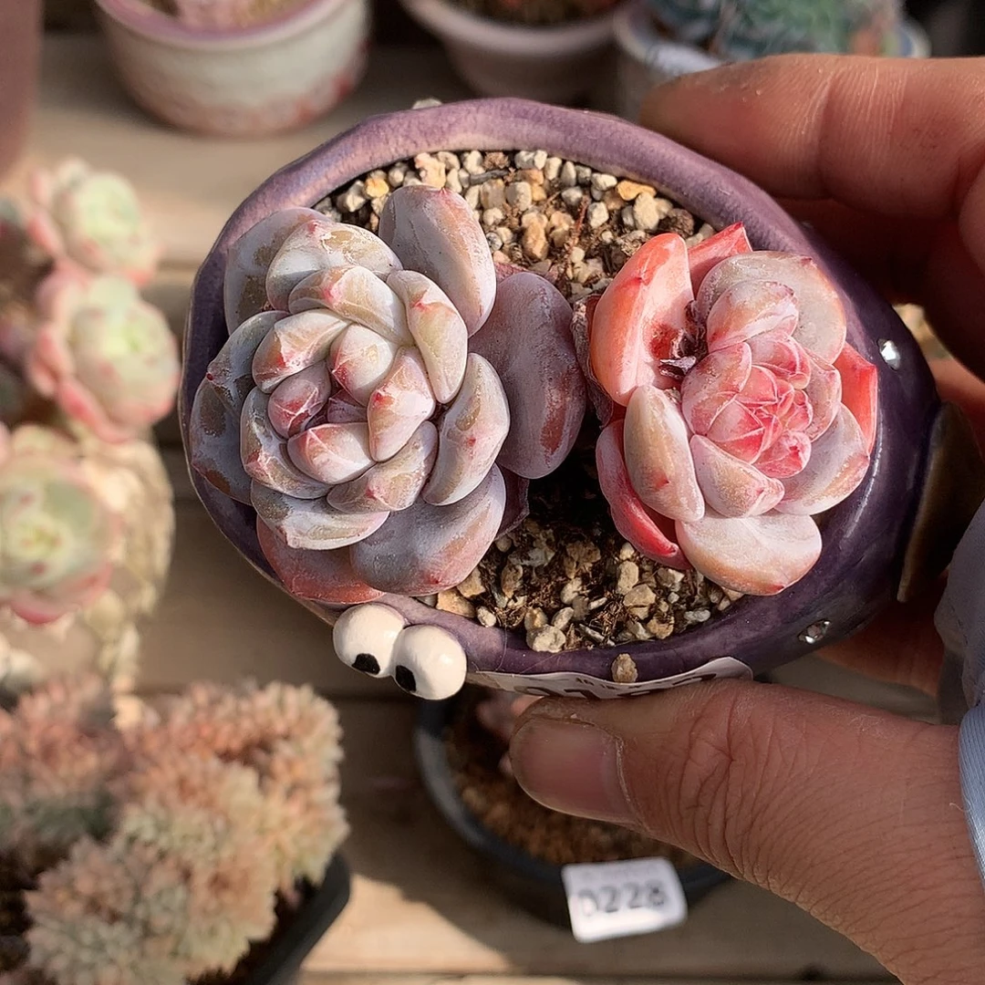 192石榴籽星影7.5厘米