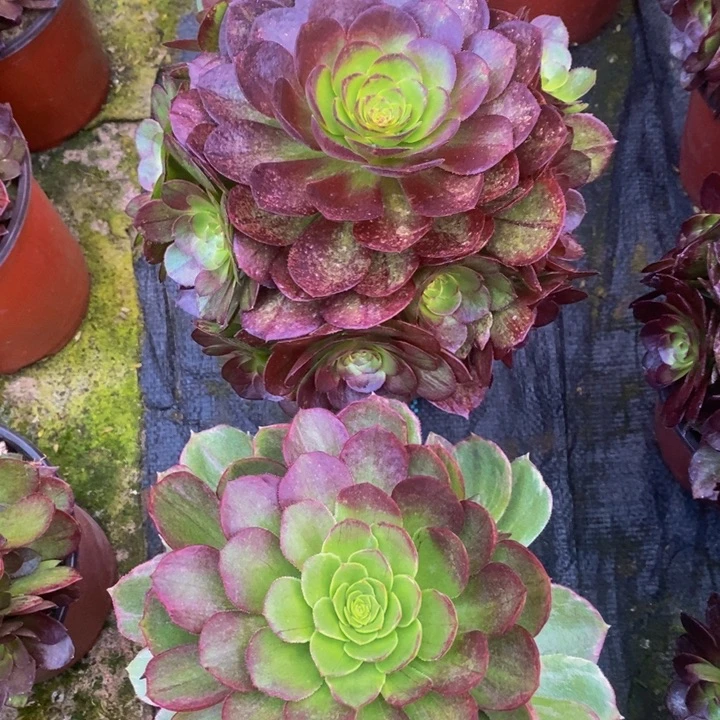 红黑膜多肉➕万黄多肉1颗