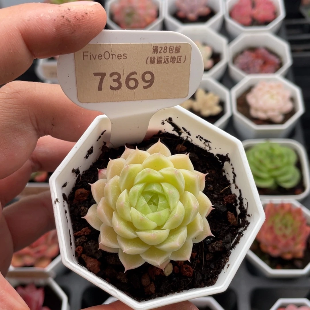 绿糖甜心7369-4.5厘米