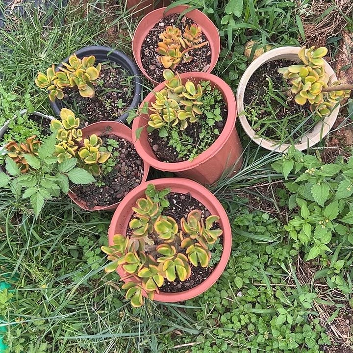 领***^多肉植物实物直播实物199