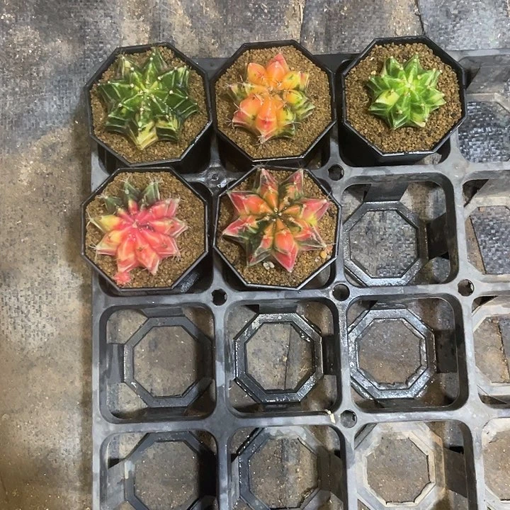 用*洪仙人球好好看好漂亮100
