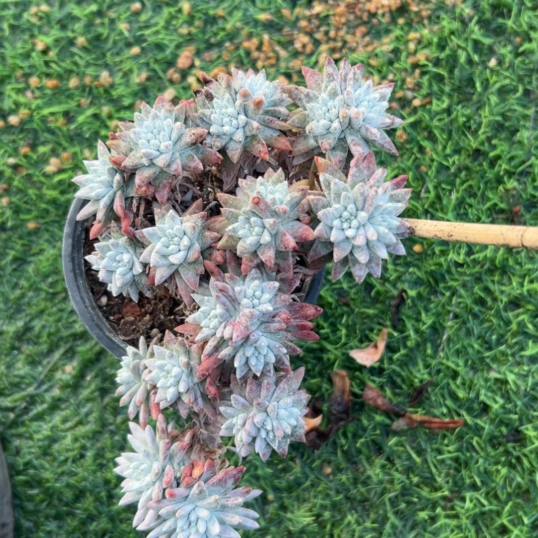 大脸妖桩白菊～仙女杯1663