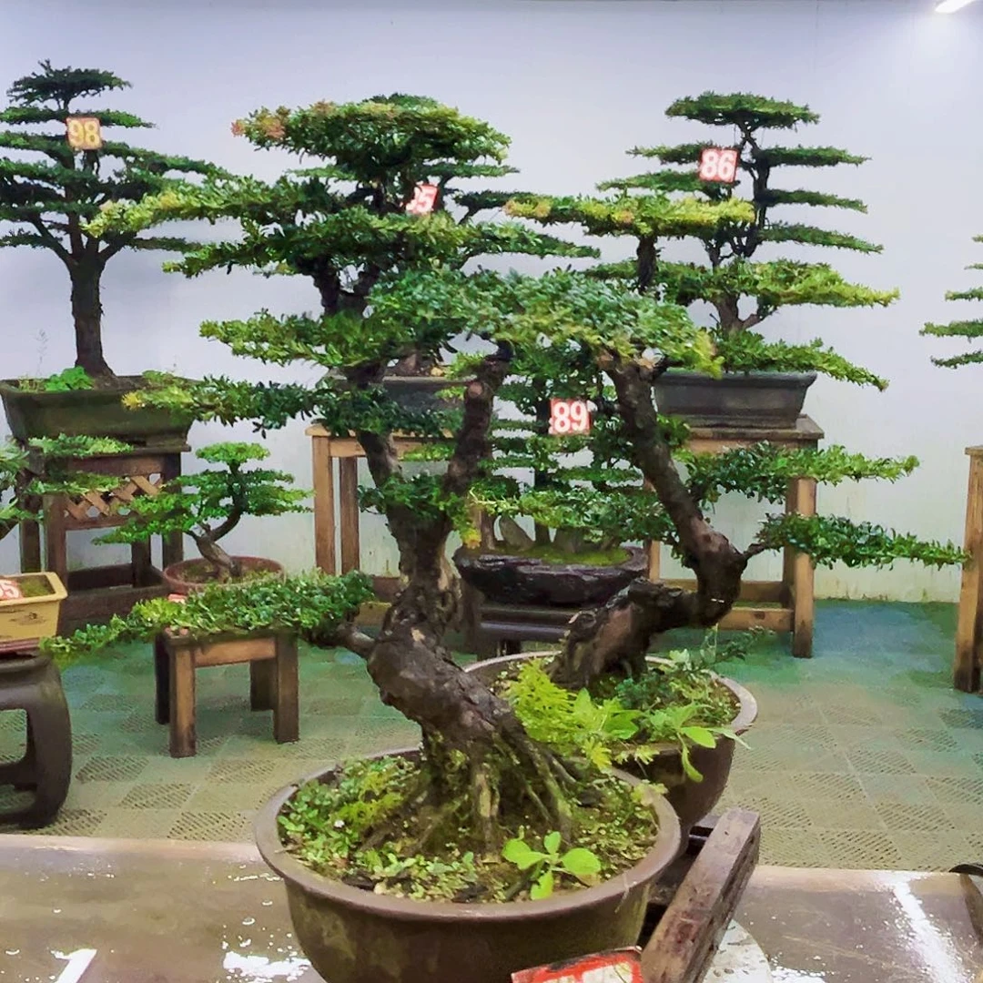 完全开放罗汉松盆景艺术
