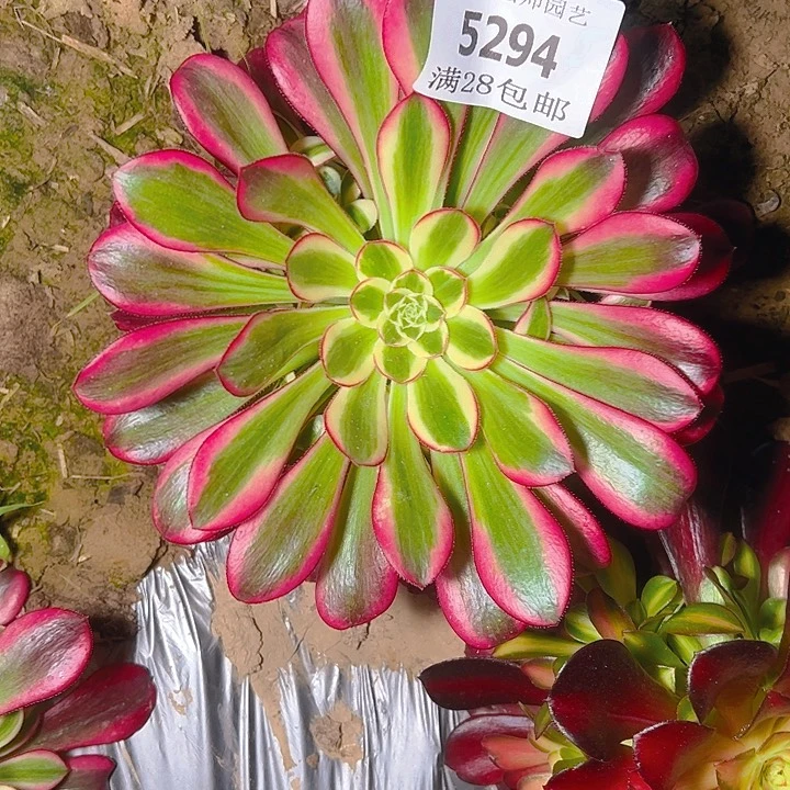 5294冰淇淋多肉植物2号