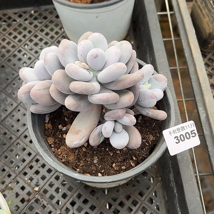 阿雅园艺。          3005奶酪