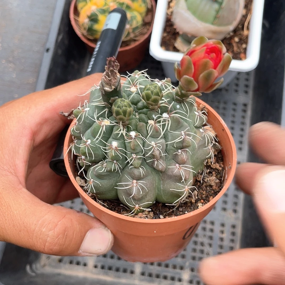 兰***小课非花玉带盆发货
