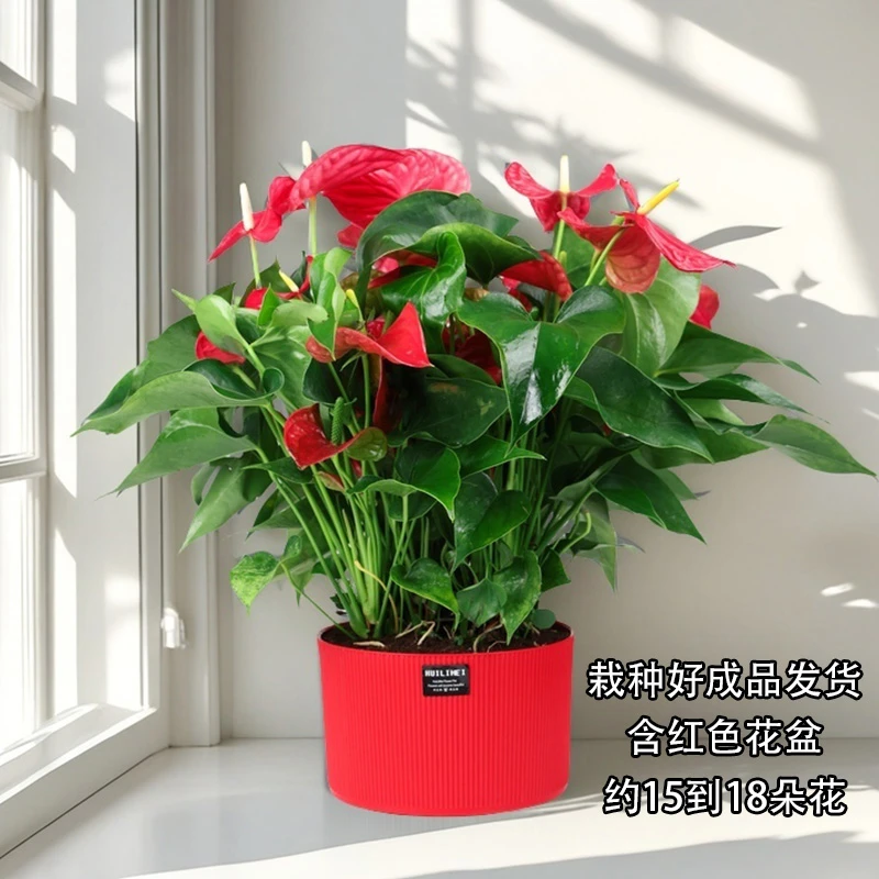 红掌盆栽大型花卉室内客厅庭院绿植花卉植物开花植物（浪琴盆）