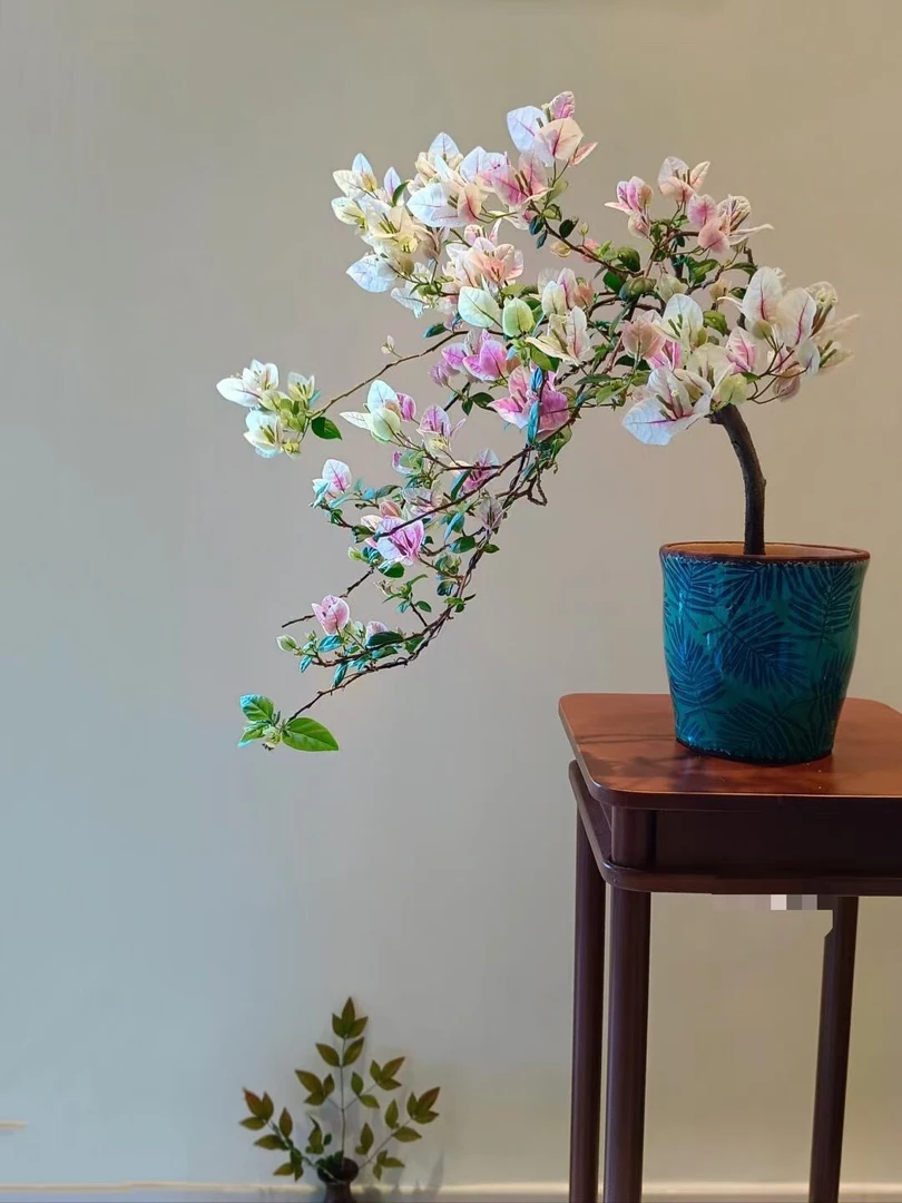 直播间【一物一拍】三角梅小老桩 勤花品种四季开花基地直发