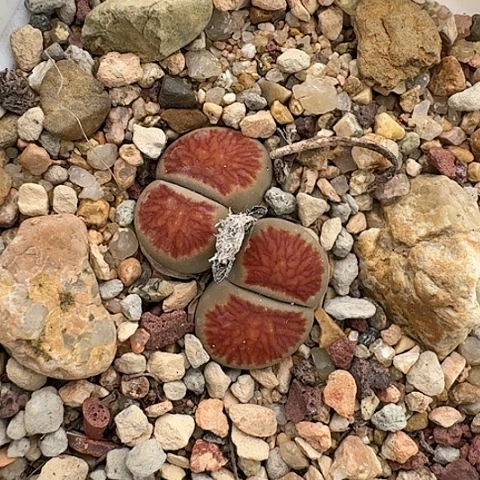 早*吕2676菊红窗菊花纹母本带盆土发货