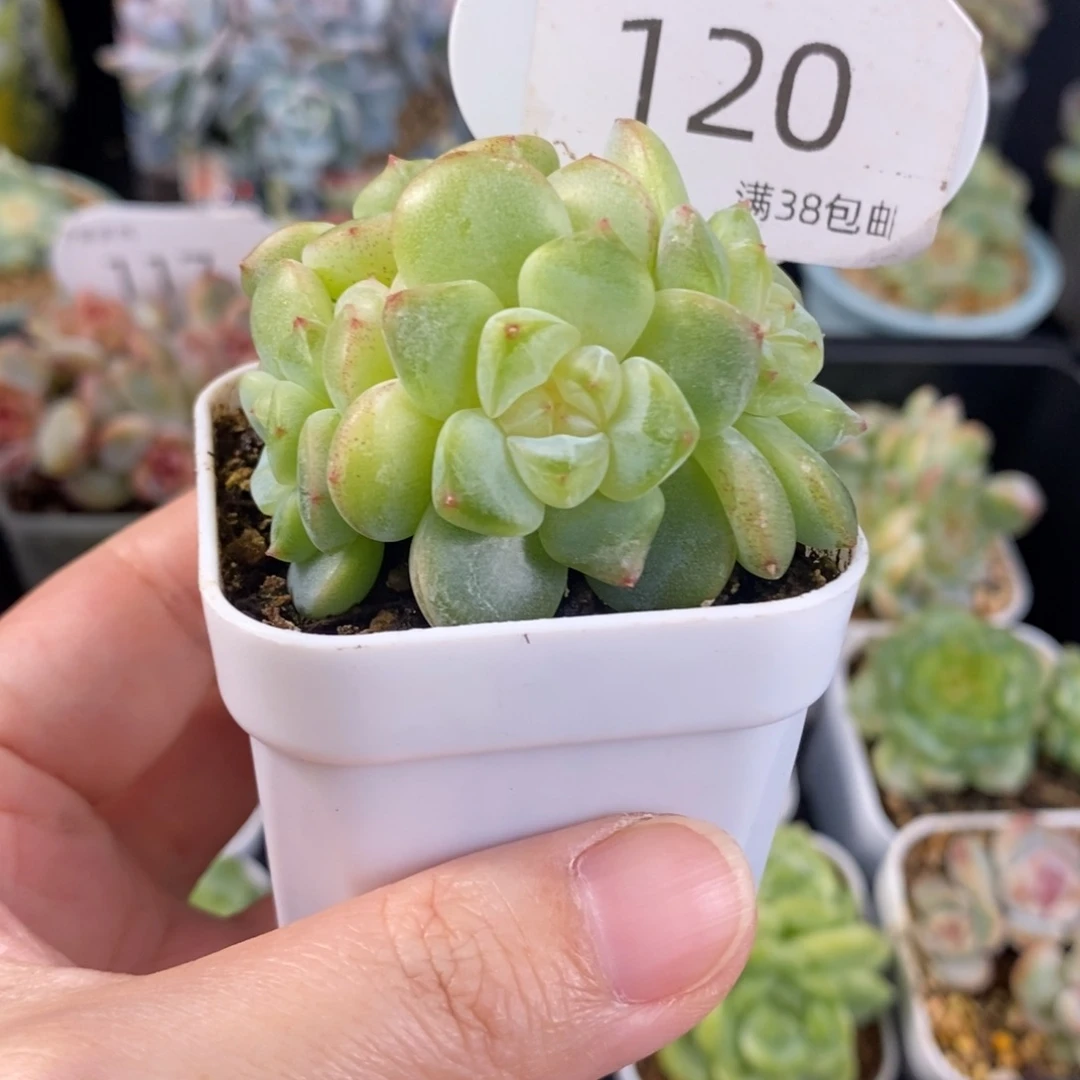小白兔四头群一颗120号