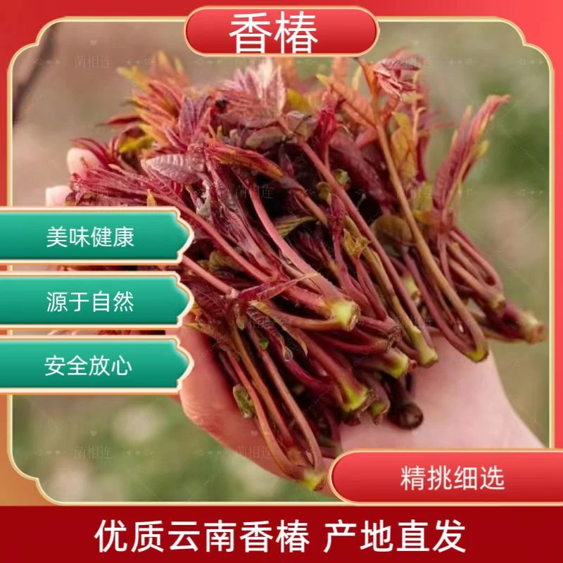 头茬香椿芽嫩芽新鲜现摘露天云南红油香椿头野生香椿菜叶蔬菜