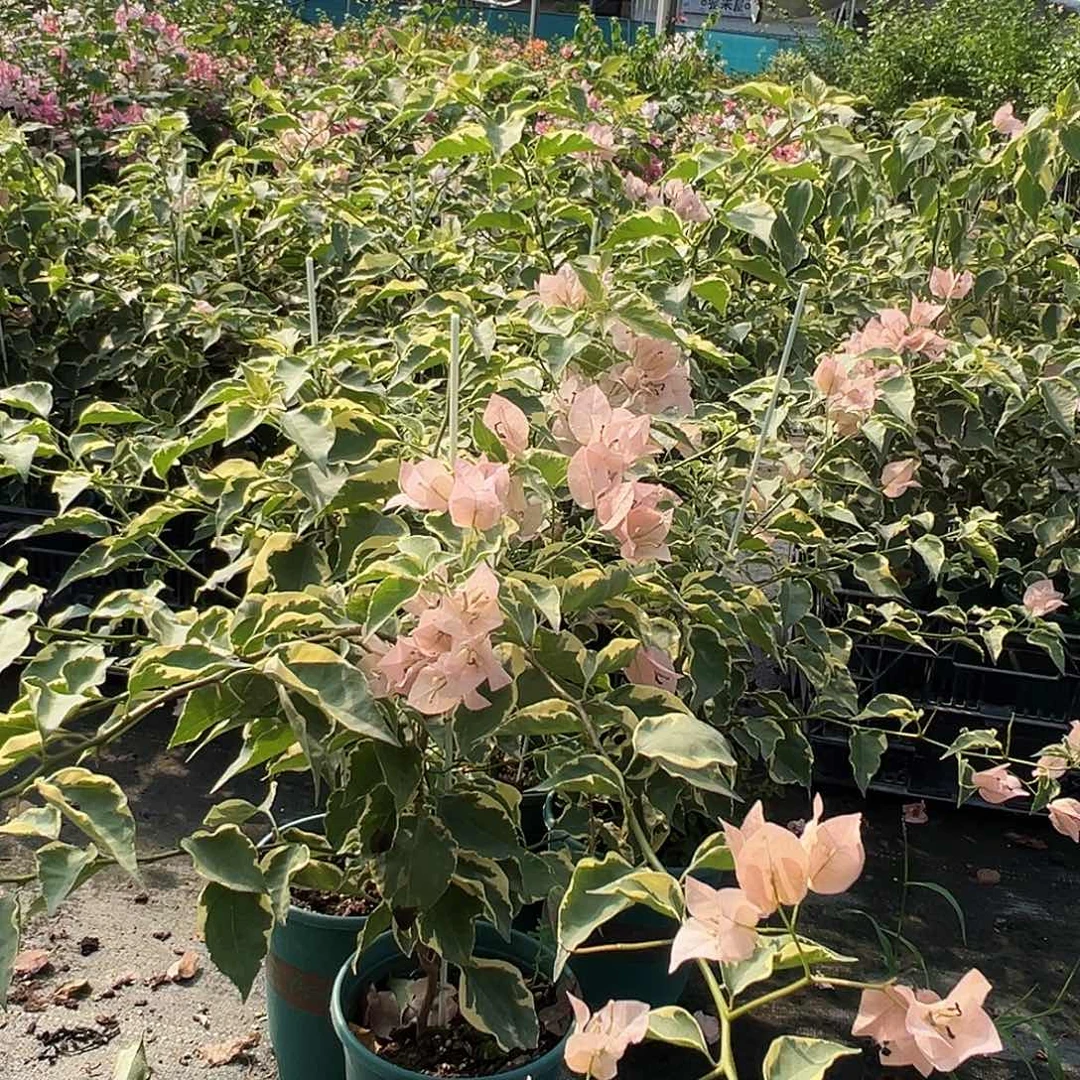 大部分开放少量花苞马斯一棵