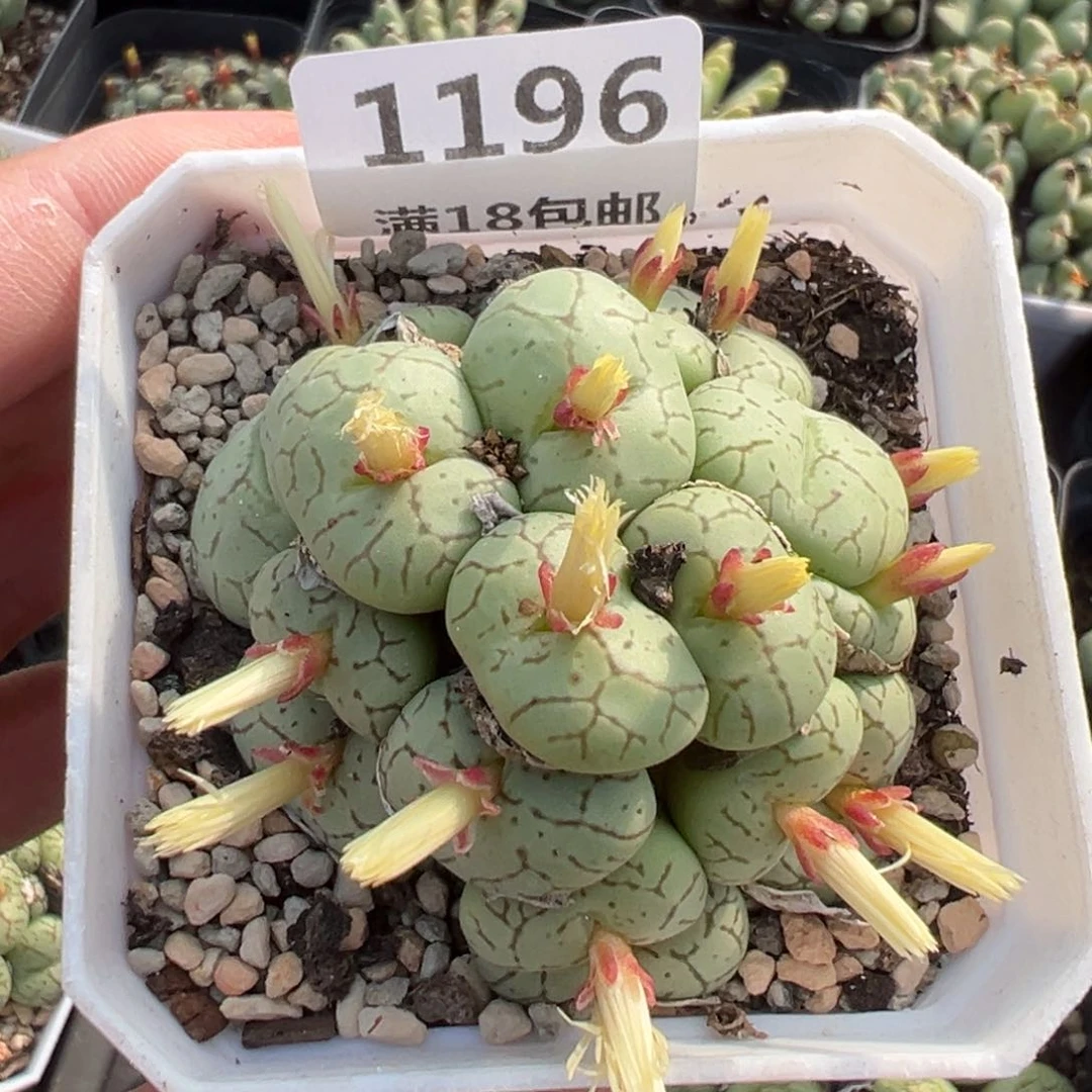 【闪购商品】1196。