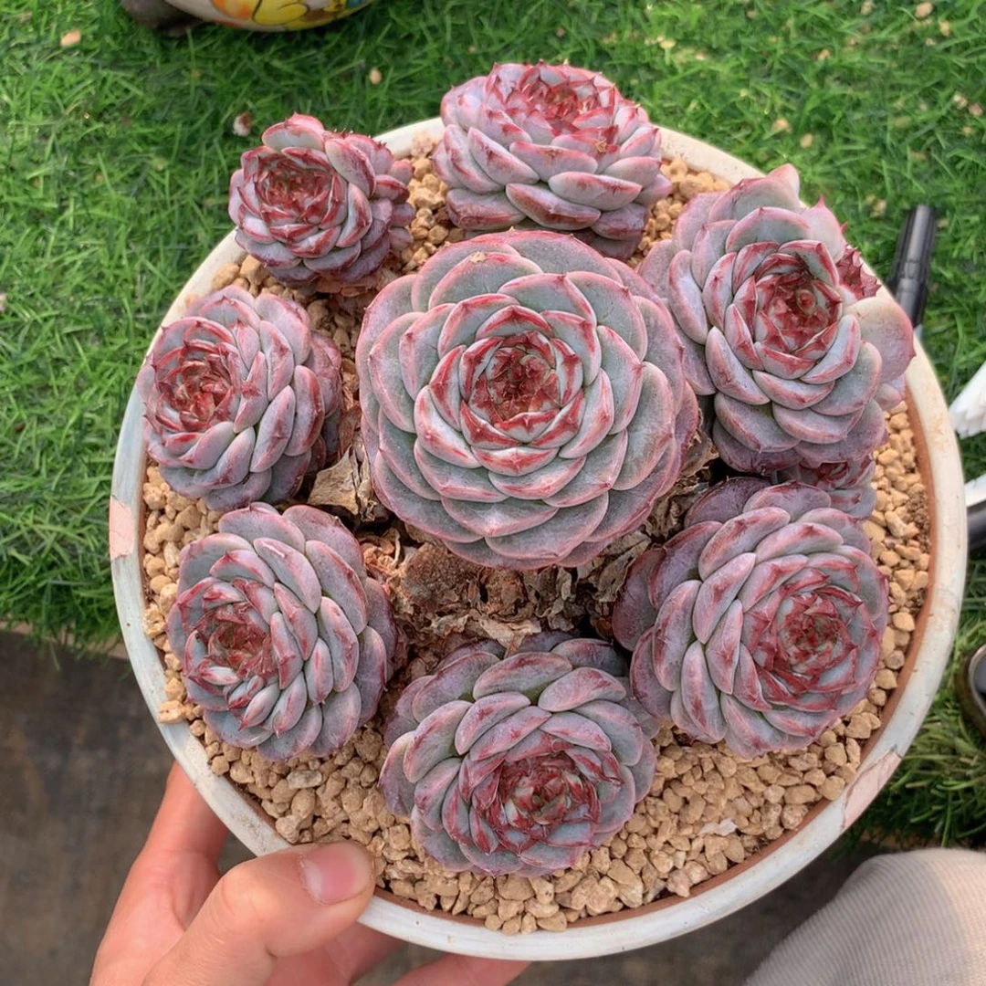 ****友家多肉一物一拍
