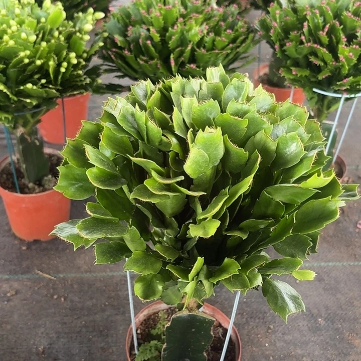 随***心当前无花栽培后可以开花