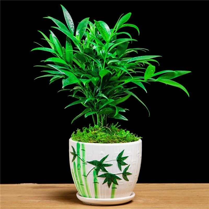 竹柏盆栽驱蚊草植物室内客厅庭院防蚊好养活四季常青净化空气花卉