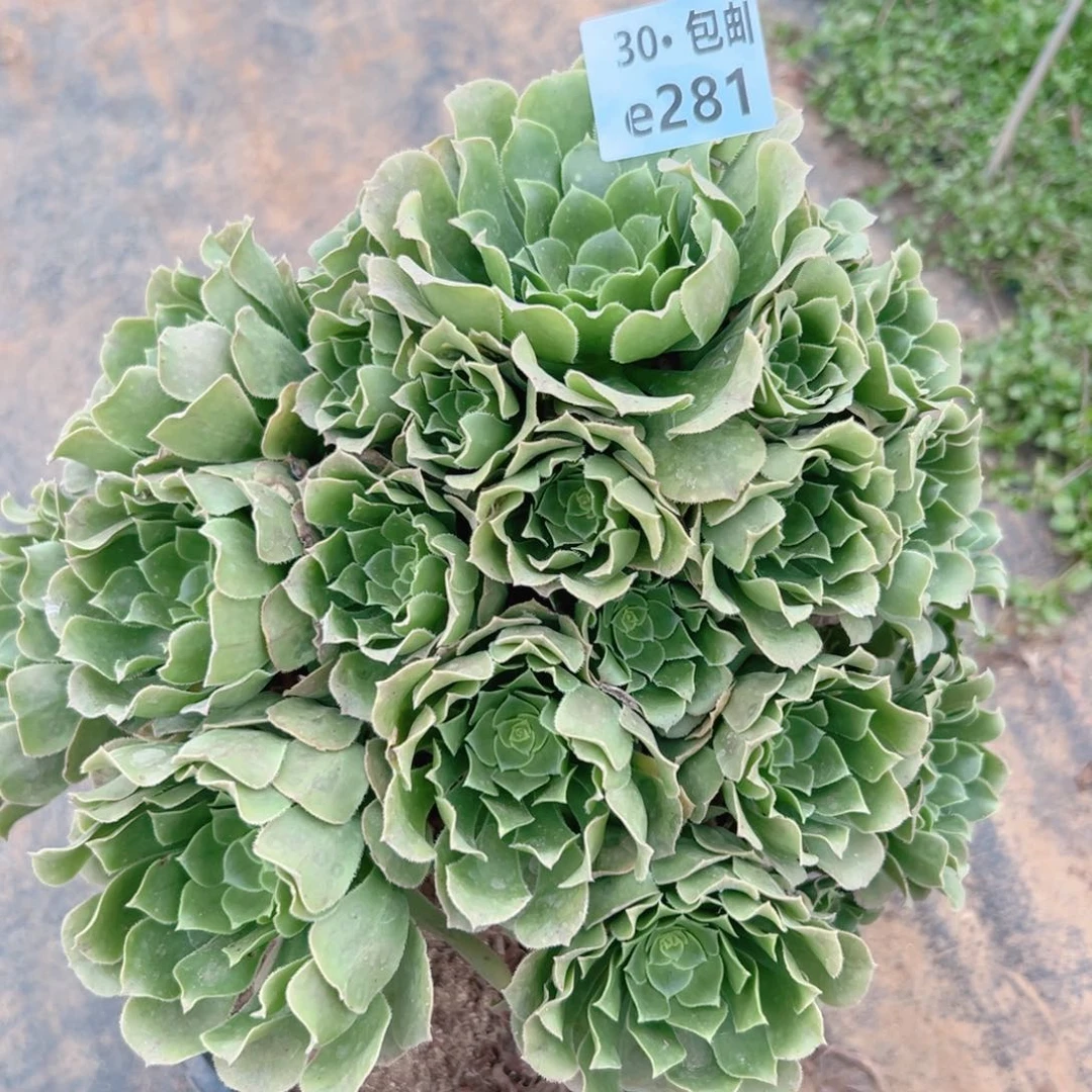 281绿杨蓉多肉法师