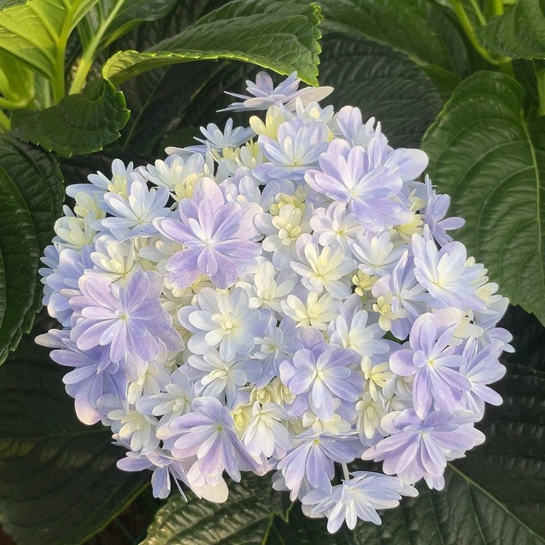 绣球切花一物一拍3枝起包邮，58
