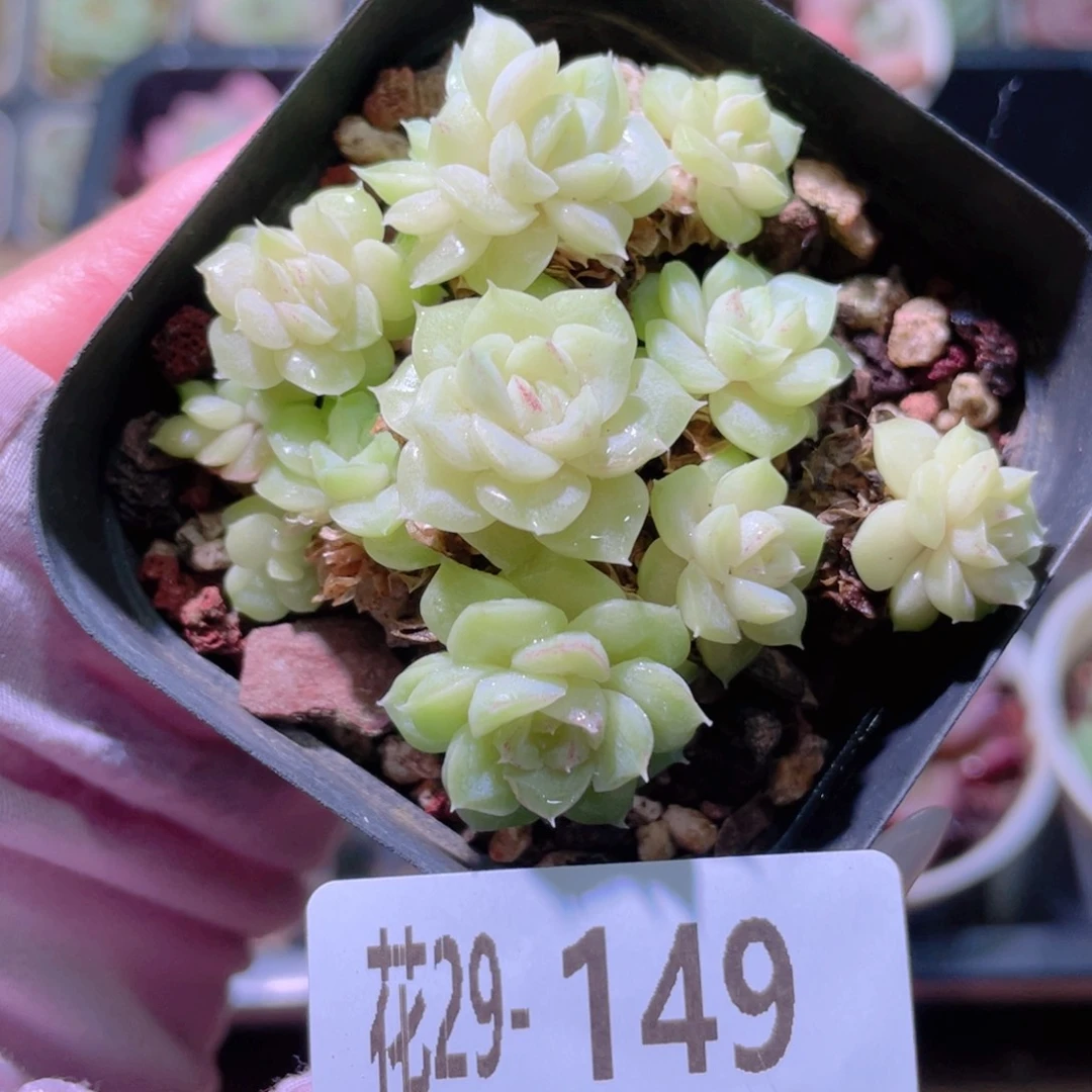 花利美29-149白天鹅