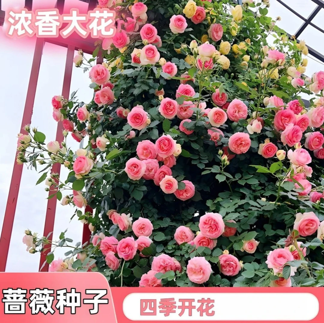 多色混色爬藤刺玫蔷薇花种子家庭阳台小院四季播种花海打造