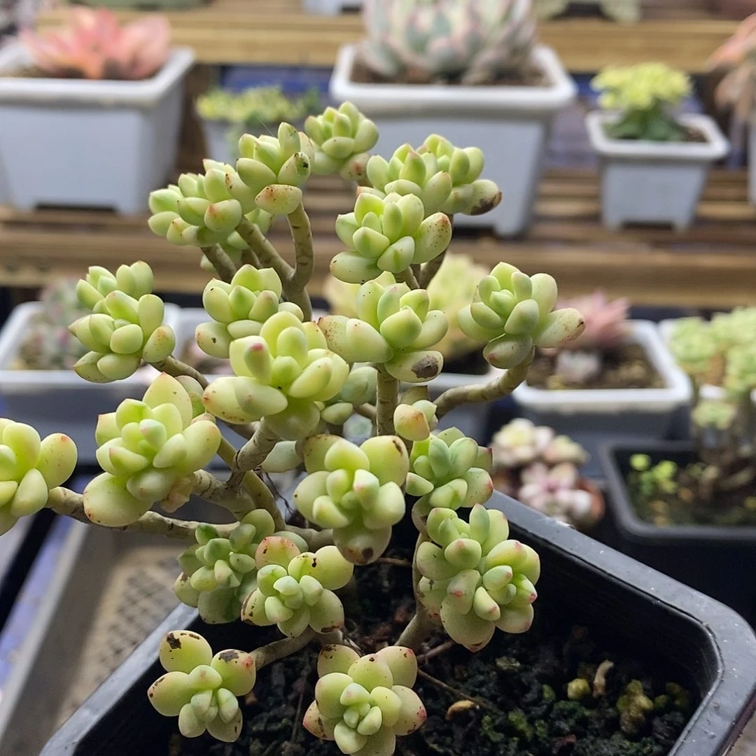 20173 米奇锦多肉