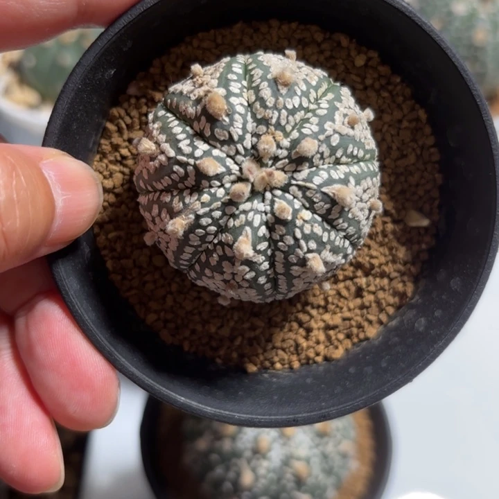实生福袋侧芽福利
