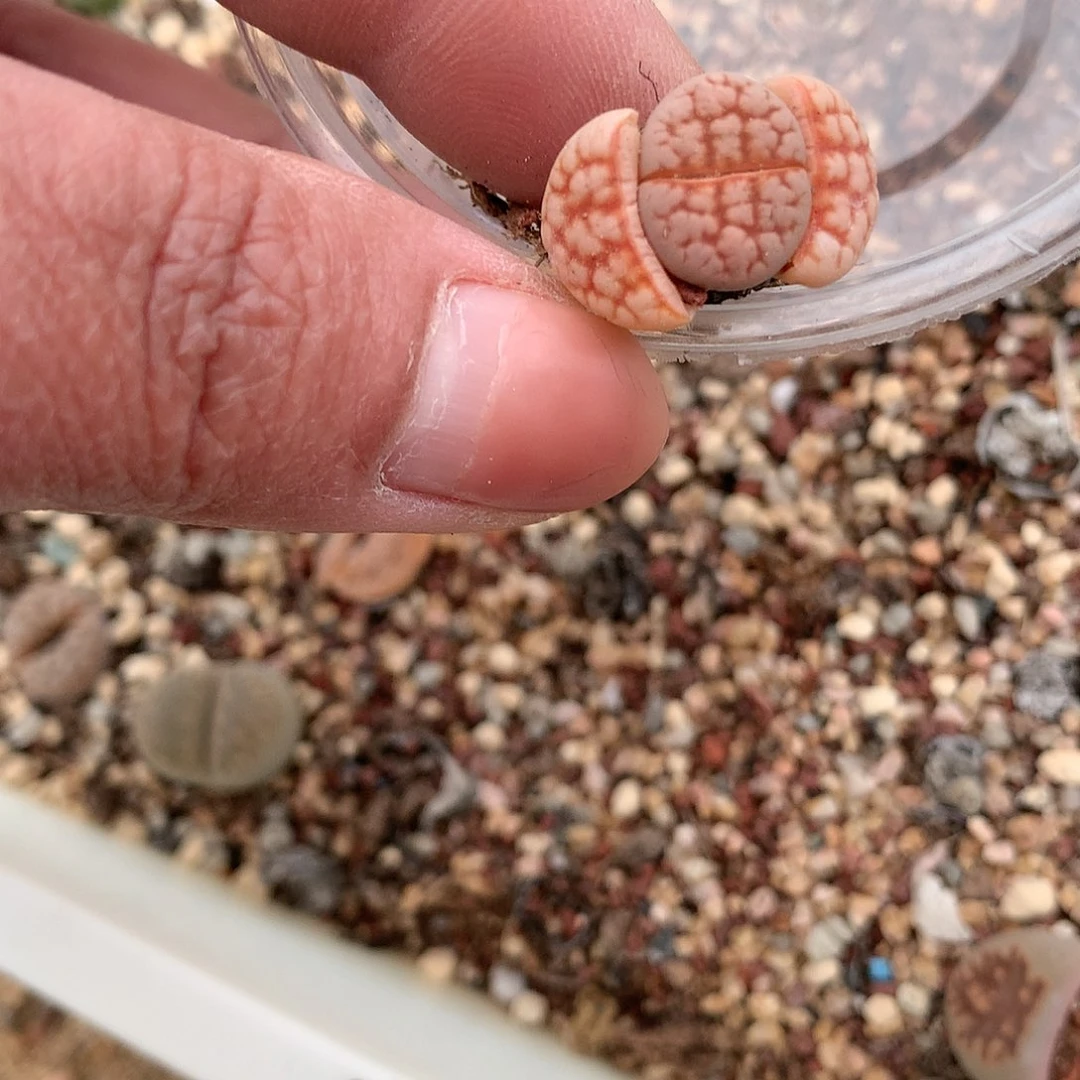 ?****D83多肉植物保护研究所