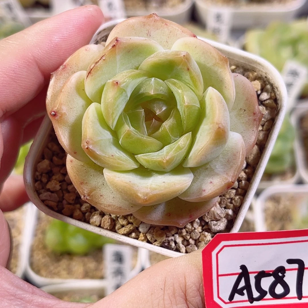 A587 一物一拍 无名氏