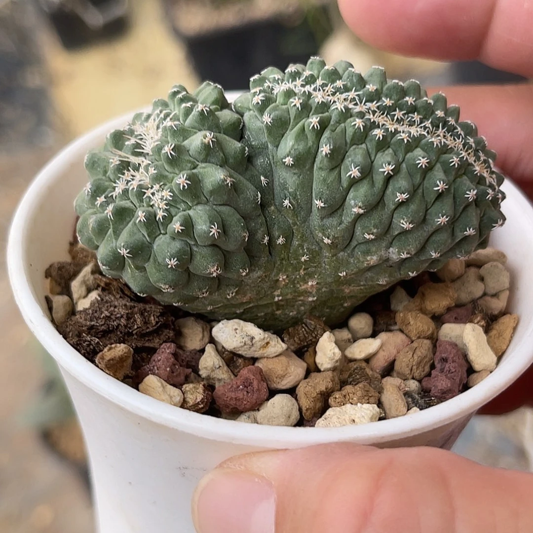 实生菊水缀化仙人球一物一拍