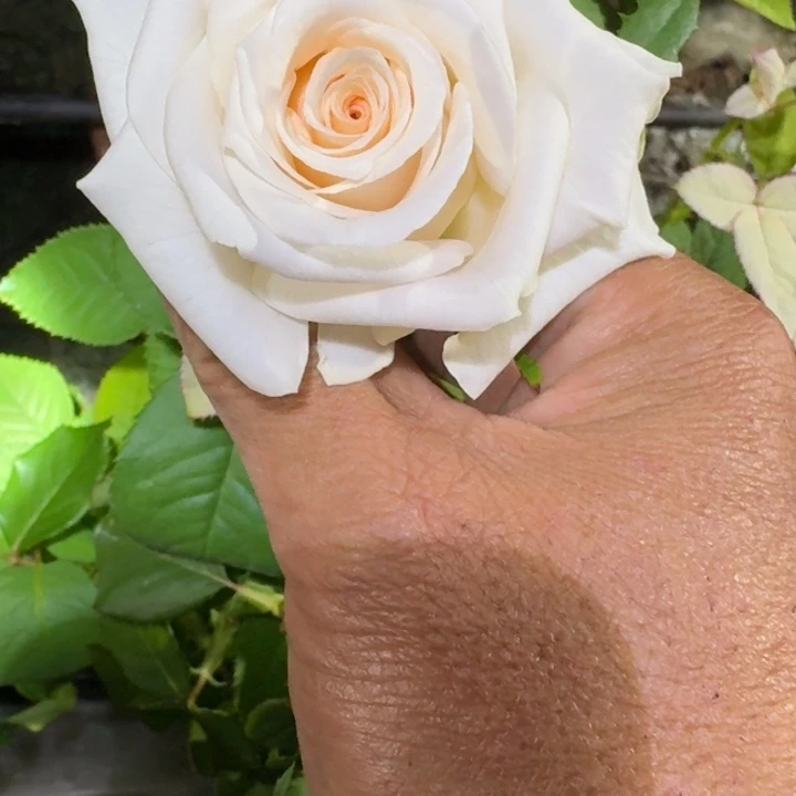 无花朵甜蜜卡洛琳中苗