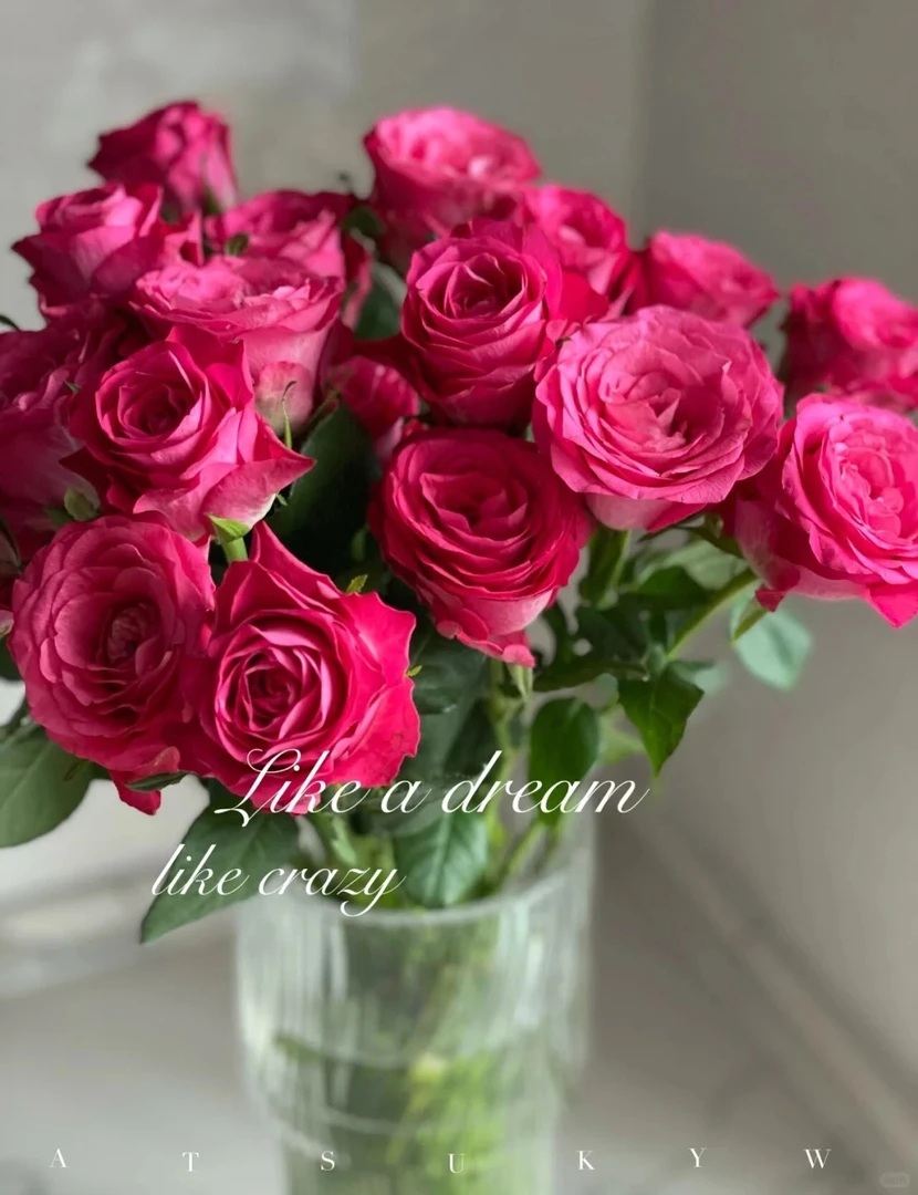 （蔓蔓）初心单头玫瑰15+5支防损 1单包邮