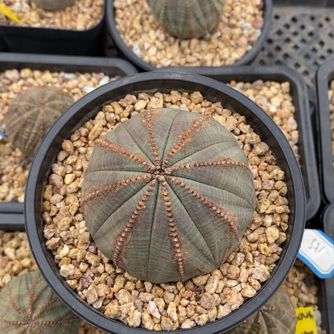 17 欧系实生布纹球多肉植物