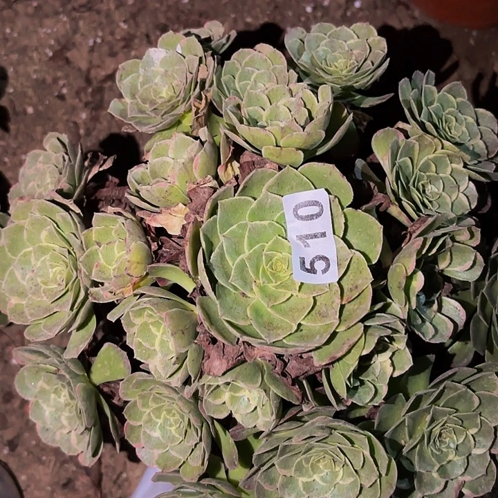 510莲花座多肉植物