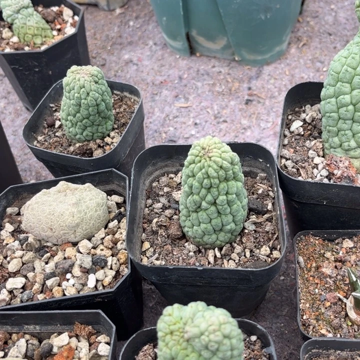 佛头玉好养皮实好活