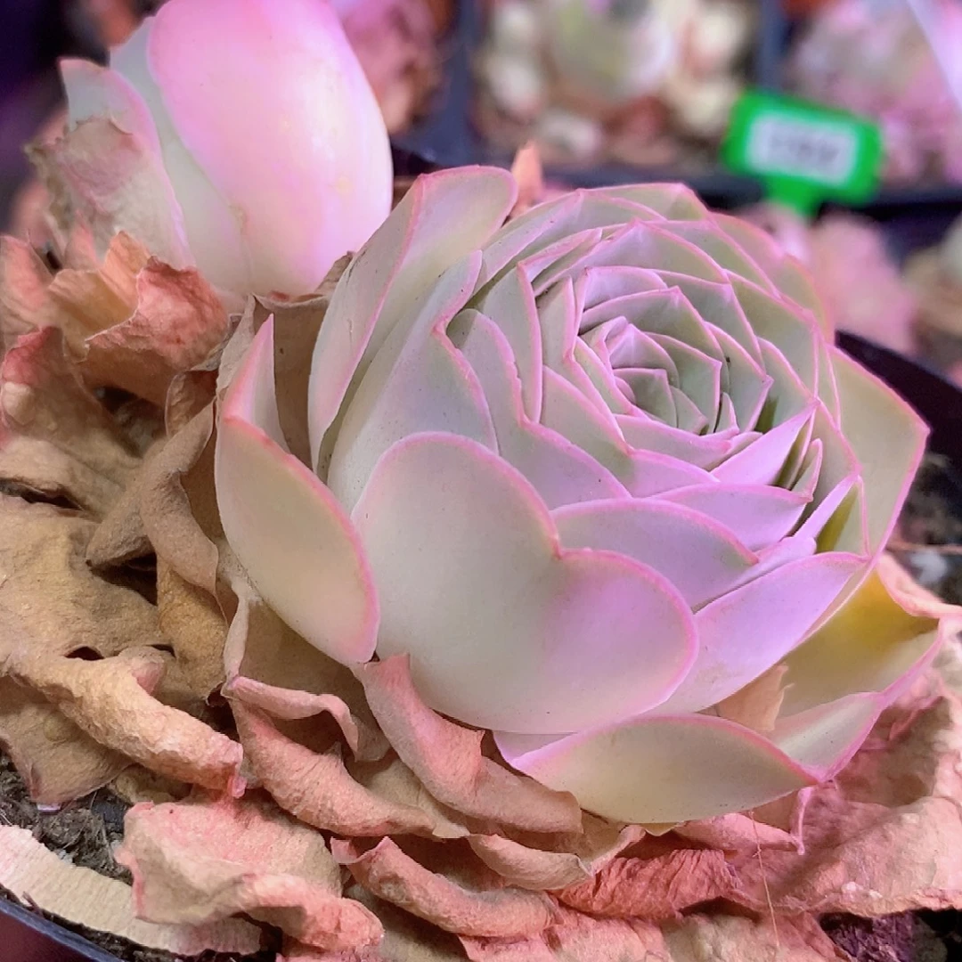 山地玫瑰一物一拍002莲花