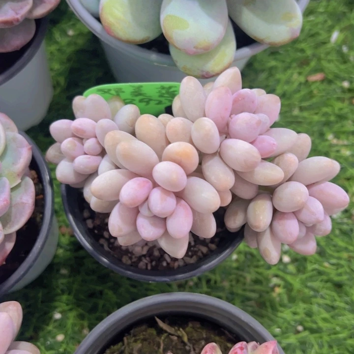 健健康康平平安安