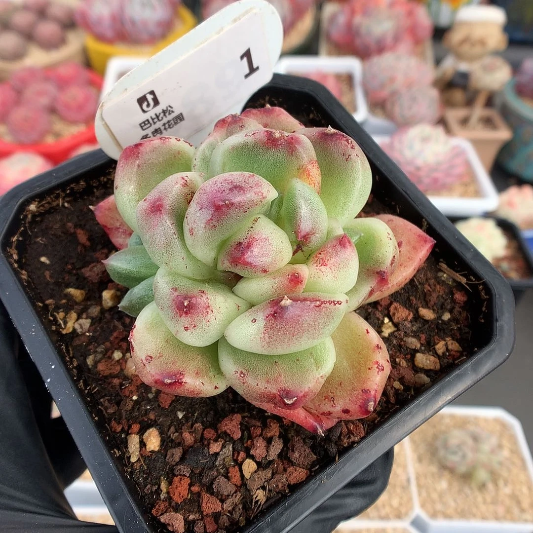 一***_1 冬云珍妮石化多肉