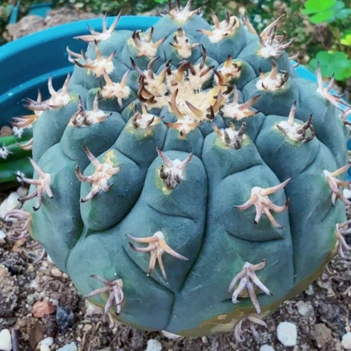 无花朵福利苗接猫爪557