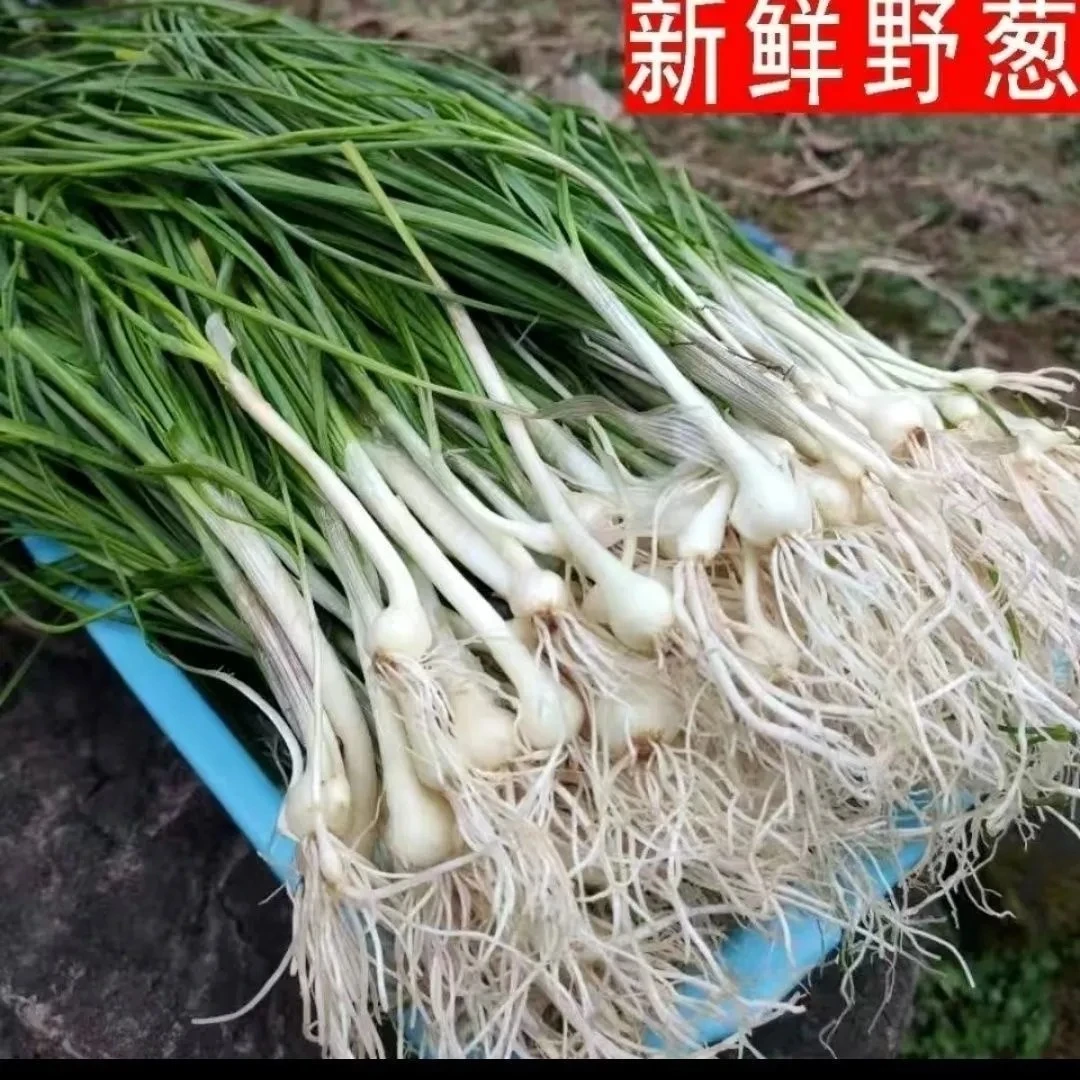 洗净发货现挖新鲜野葱大脑瓜薤白小根蒜野菜野韭菜蔬菜特产腌菜咸