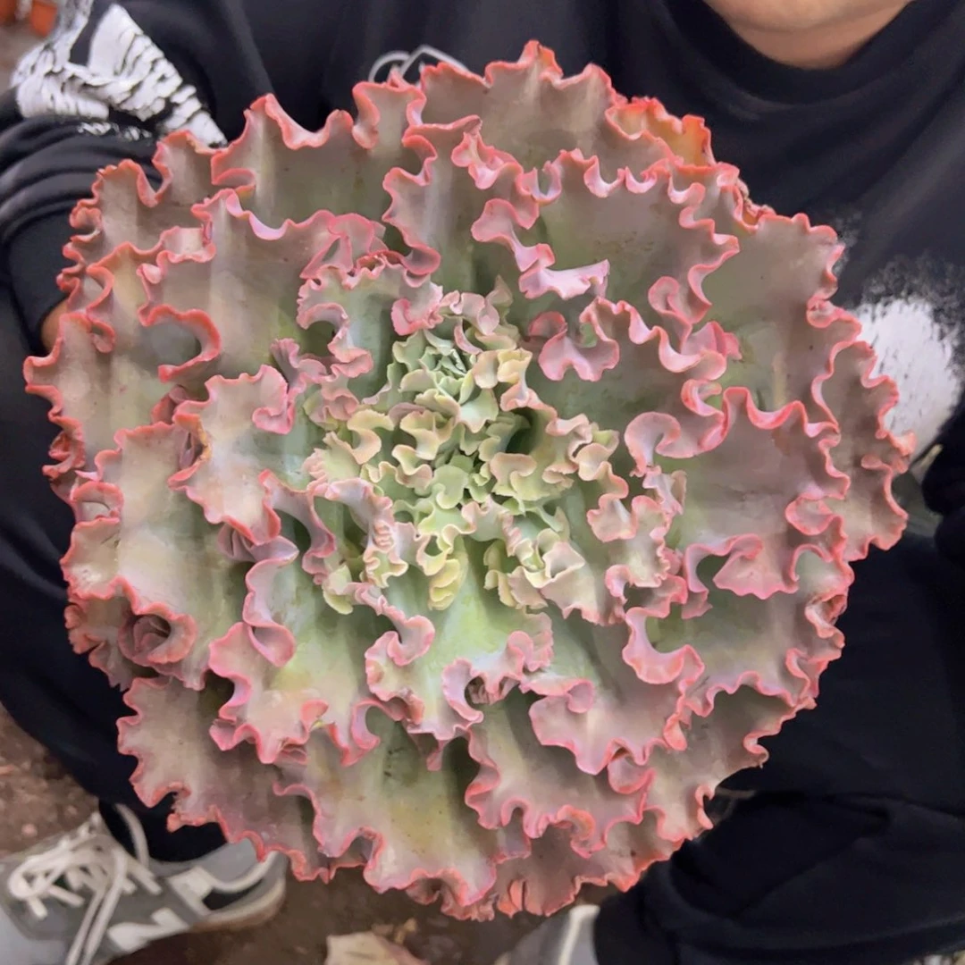 高莎之翁大单头老桩