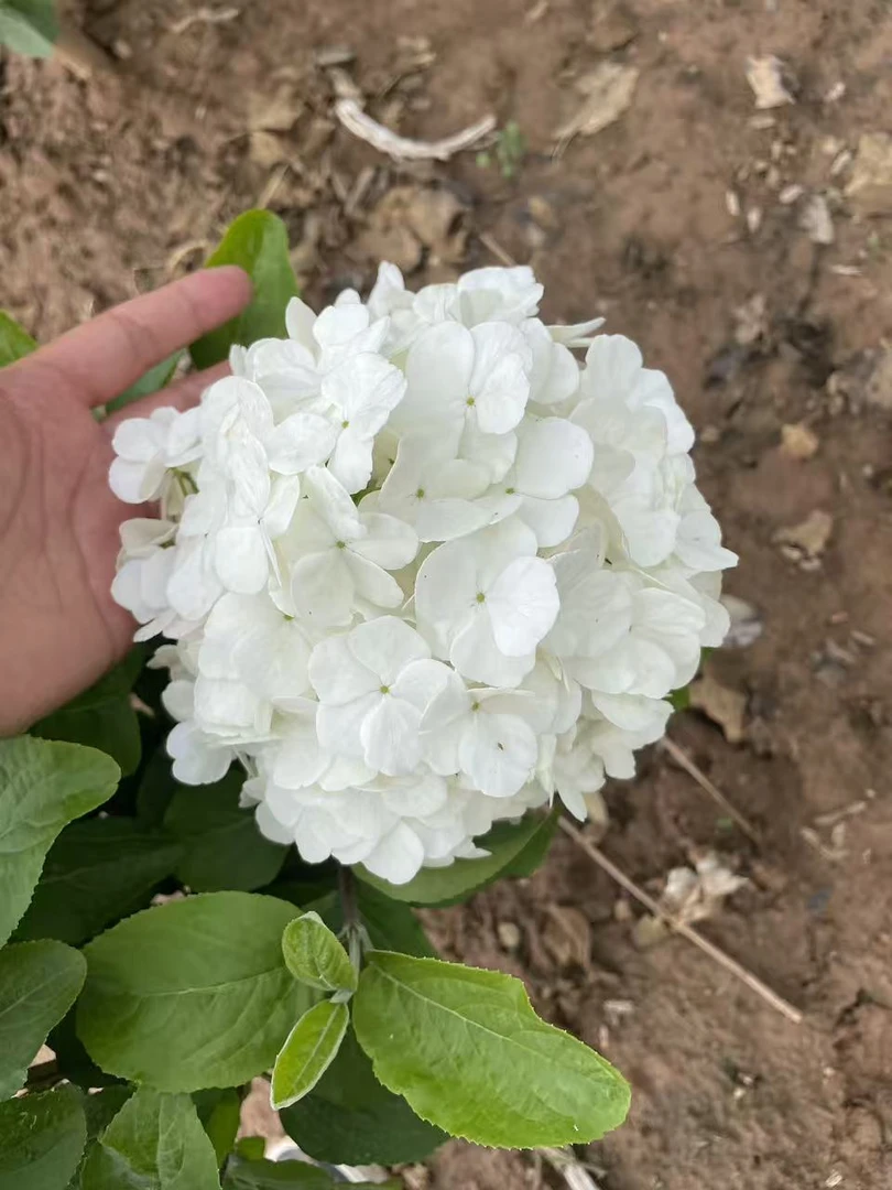 中华绣球绣球花金丝花苗四季开花适合盆栽阳台庭院种植中华木绣球