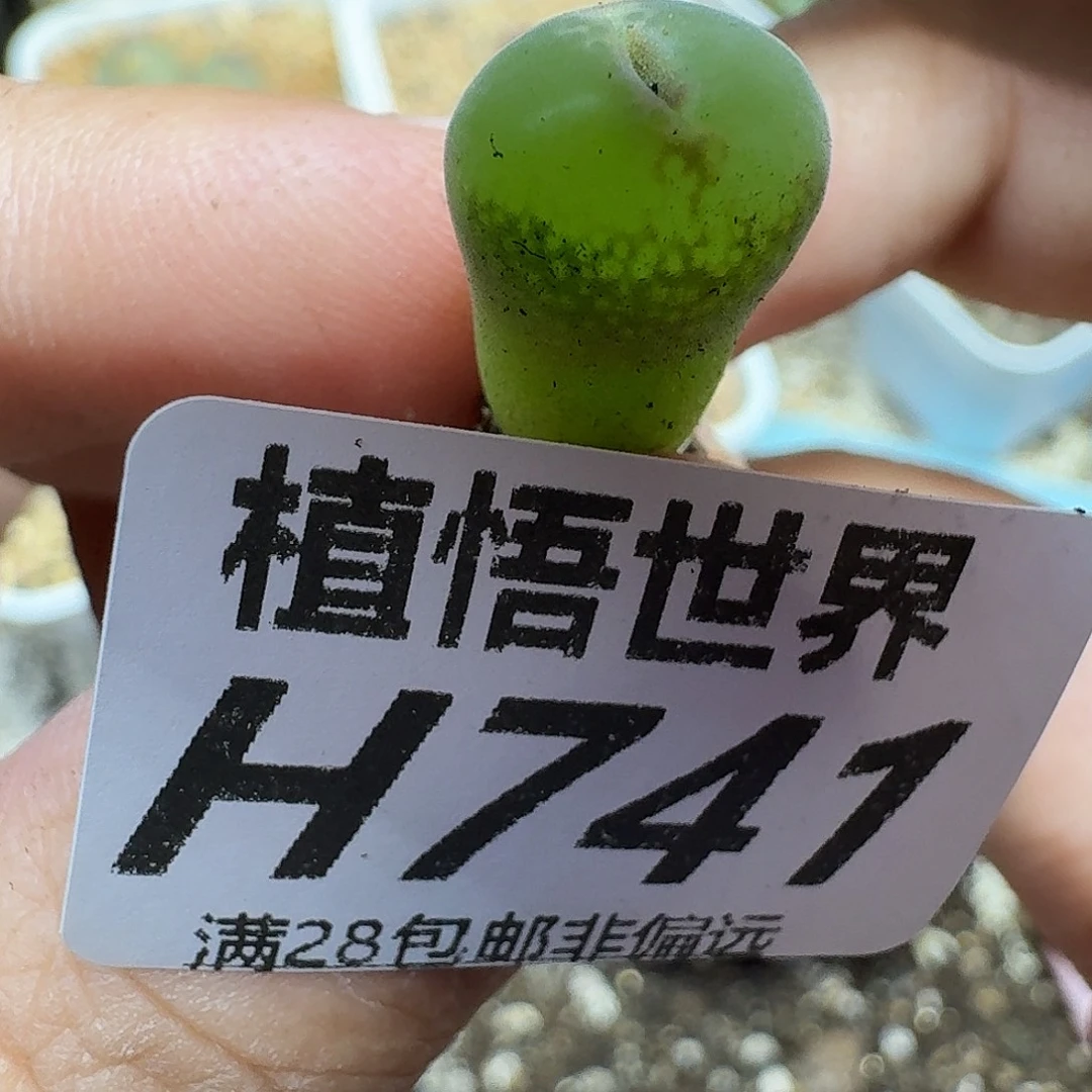 多肉植物的人生gbn