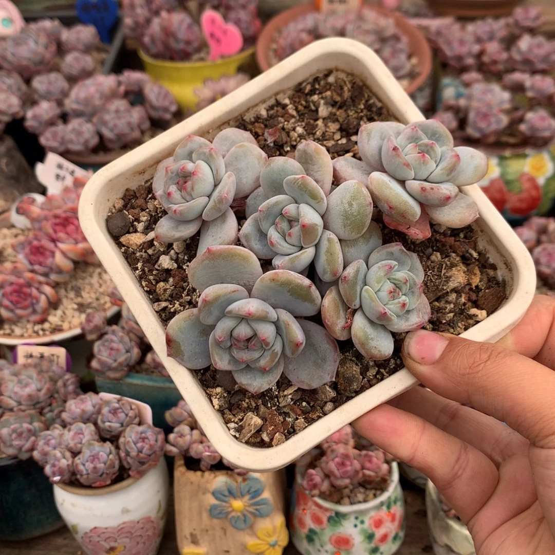 哈哈哈哈哈哈哈哈8