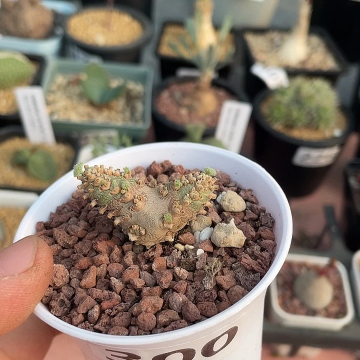 300白皮月界块根，