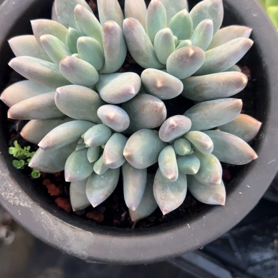 紫*多肉植物多肉植物