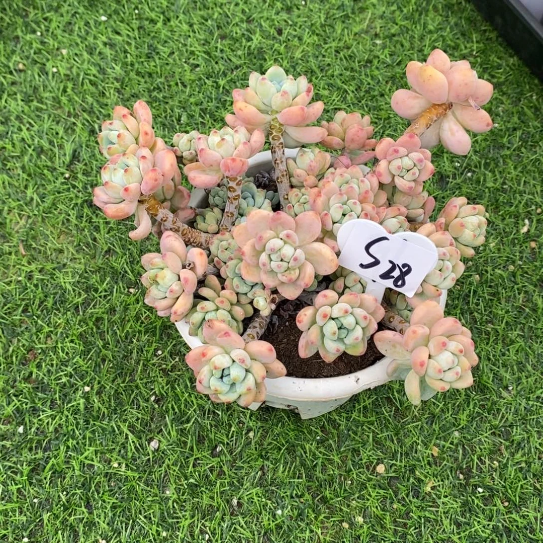 阳***安劳尔罗琦群多肉植物
